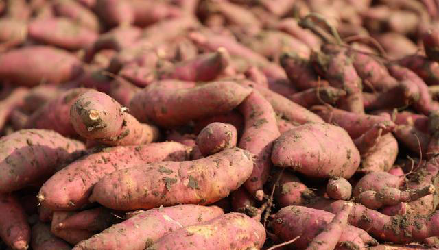 医生提醒：红薯万不可与“6样”食物一起吃，吃红薯的禁忌要清楚
