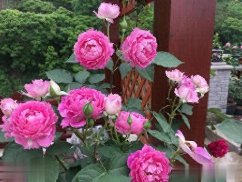 6种芳香月季颜值高易养，在家养一盆香味飘满屋