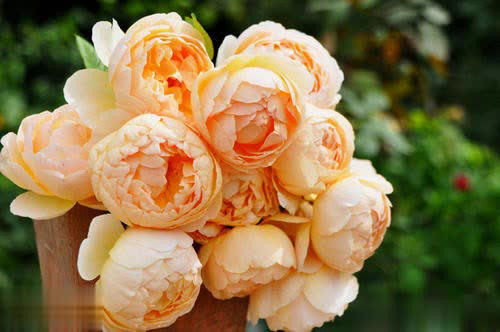 6种芳香月季颜值高易养，在家养一盆香味飘满屋