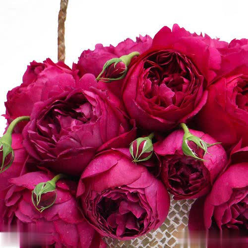 6种芳香月季颜值高易养，在家养一盆香味飘满屋