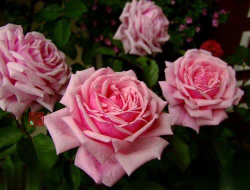 6种芳香月季颜值高易养，在家养一盆香味飘满屋