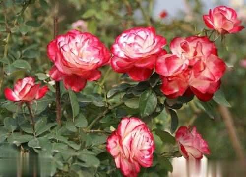 6种芳香月季颜值高易养，在家养一盆香味飘满屋