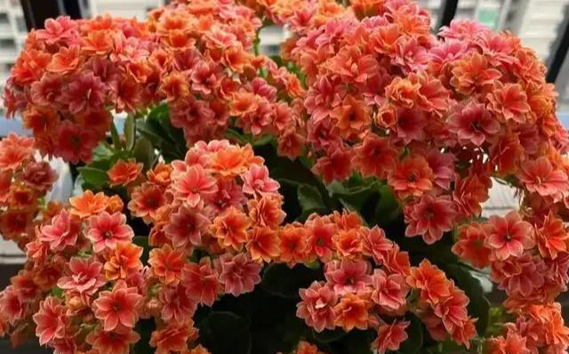 此花花期长，花色姹紫嫣红，开花簇拥成花球，寓意美好，富贵健康