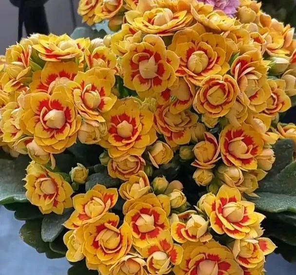 此花花期长，花色姹紫嫣红，开花簇拥成花球，寓意美好，富贵健康