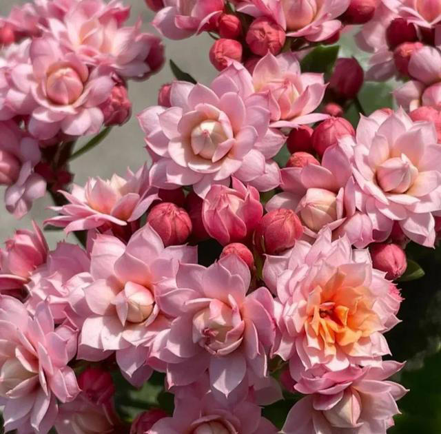 此花花期长，花色姹紫嫣红，开花簇拥成花球，寓意美好，富贵健康