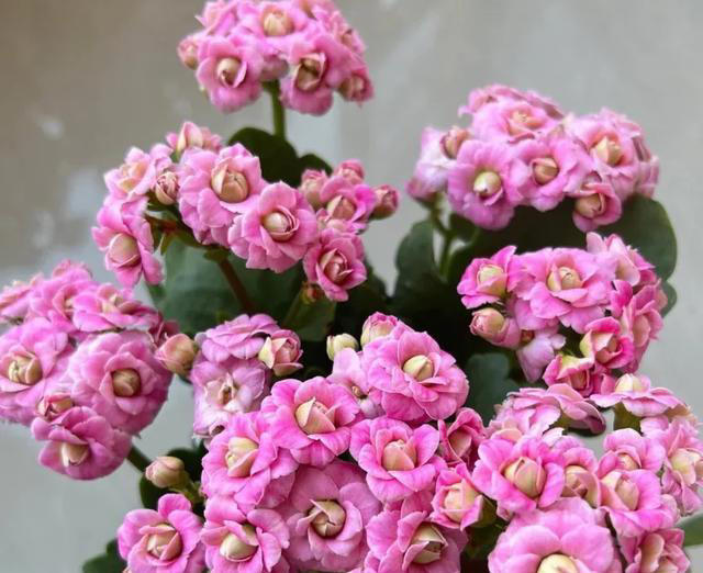 此花花期长，花色姹紫嫣红，开花簇拥成花球，寓意美好，富贵健康