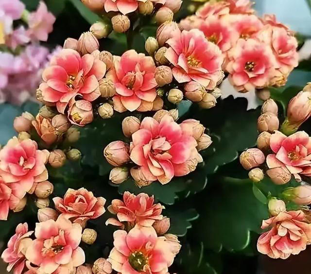 此花花期长，花色姹紫嫣红，开花簇拥成花球，寓意美好，富贵健康