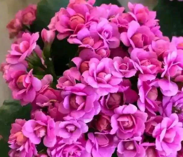 此花花期长，花色姹紫嫣红，开花簇拥成花球，寓意美好，富贵健康