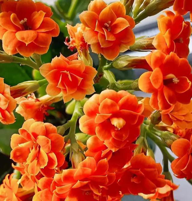 此花花期长，花色姹紫嫣红，开花簇拥成花球，寓意美好，富贵健康