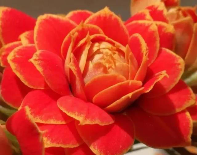 此花花期长，花色姹紫嫣红，开花簇拥成花球，寓意美好，富贵健康