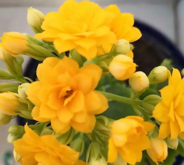 此花花期长，花色姹紫嫣红，开花簇拥成花球，寓意美好，富贵健康