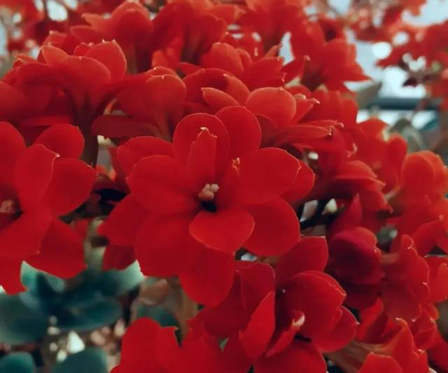 此花花期长，花色姹紫嫣红，开花簇拥成花球，寓意美好，富贵健康