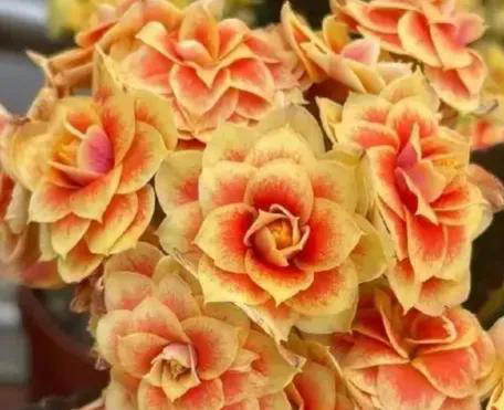 此花花期长，花色姹紫嫣红，开花簇拥成花球，寓意美好，富贵健康