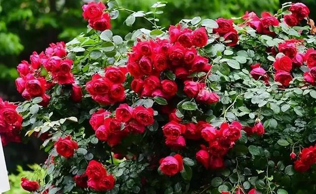 想要月季花开满枝头？牢记掌握6个要点，开花一茬接一茬