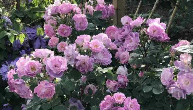 想要月季花开满枝头？牢记掌握6个要点，开花一茬接一茬