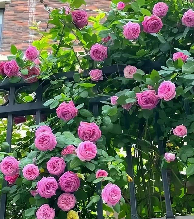 想要月季花开满枝头？牢记掌握6个要点，开花一茬接一茬