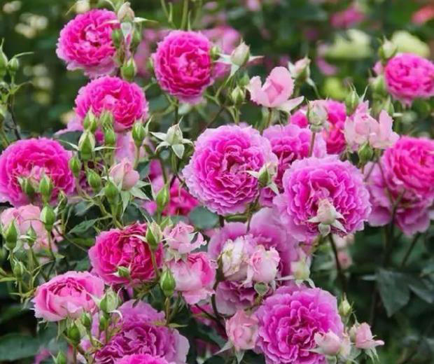 想要月季花开满枝头？牢记掌握6个要点，开花一茬接一茬