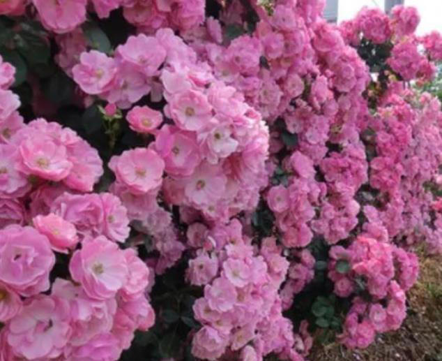 想要月季花开满枝头？牢记掌握6个要点，开花一茬接一茬