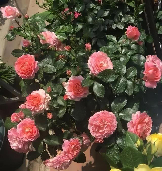 想要月季花开满枝头？牢记掌握6个要点，开花一茬接一茬