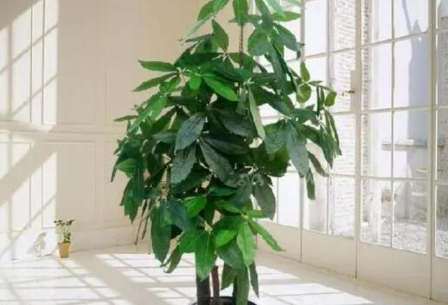 天冷了，7种花要控水，才能安全越冬