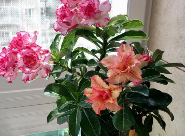 天冷了，7种花要控水，才能安全越冬