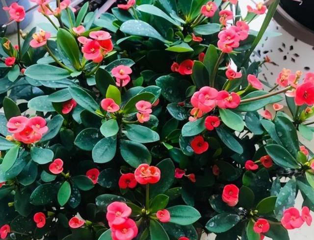 天冷了，7种花要控水，才能安全越冬