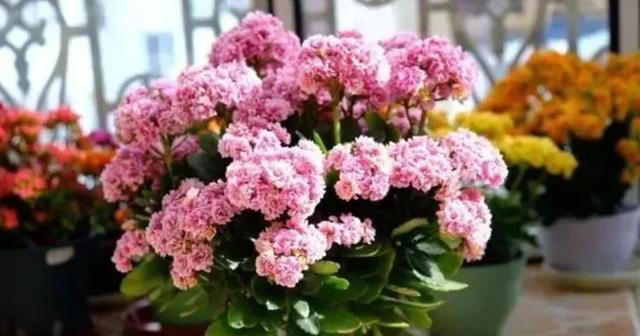 天冷了，7种花要控水，才能安全越冬