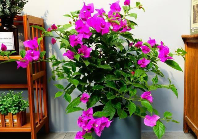 天冷了，7种花要控水，才能安全越冬