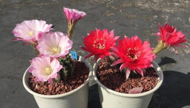 天冷了，7种花要控水，才能安全越冬