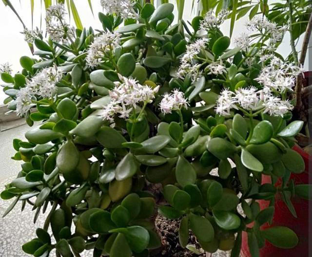 天冷了，7种花要控水，才能安全越冬