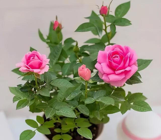 中医养生教你缩阴,安全调理恢复紧致