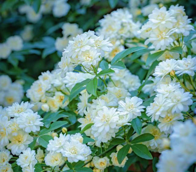 养花10年，我建议你在院子里种这9种花，体验“花开满院”的浪漫