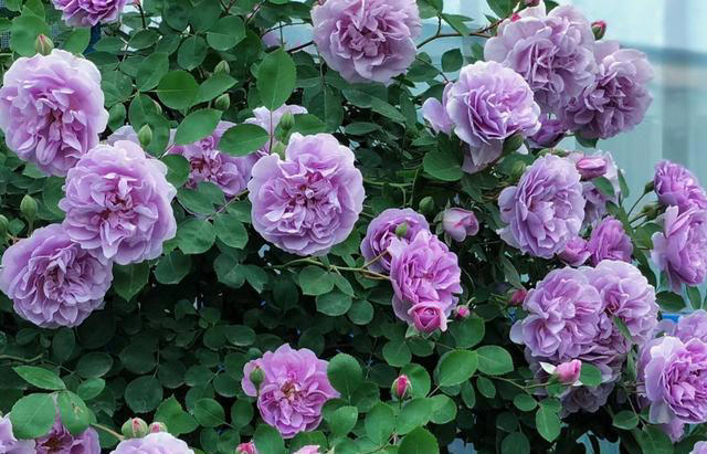 养花10年，我建议你在院子里种这9种花，体验“花开满院”的浪漫