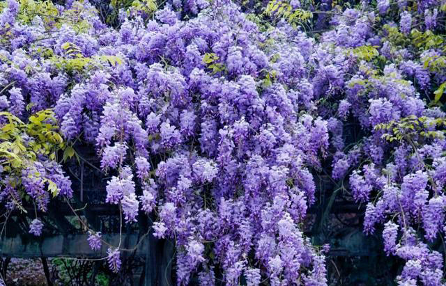 养花10年，我建议你在院子里种这9种花，体验“花开满院”的浪漫