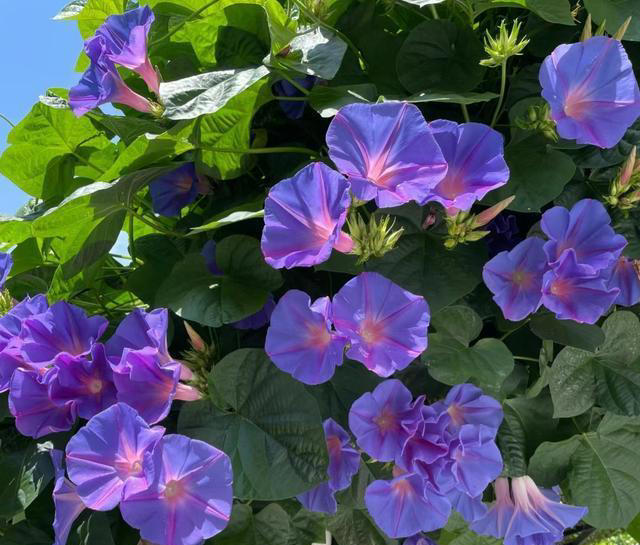 养花10年，我建议你在院子里种这9种花，体验“花开满院”的浪漫