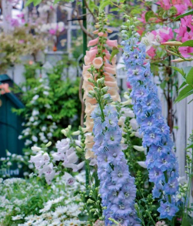 养花10年，我建议你在院子里种这9种花，体验“花开满院”的浪漫