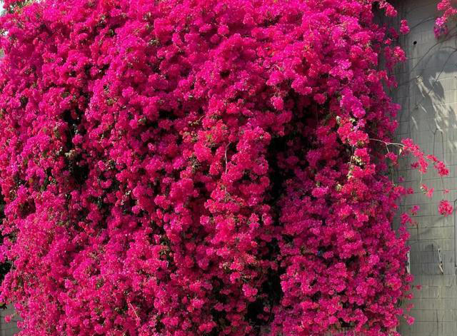 养花10年，我建议你在院子里种这9种花，体验“花开满院”的浪漫