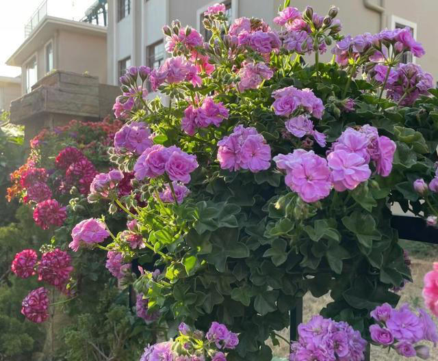 养花10年，我建议你在院子里种这9种花，体验“花开满院”的浪漫