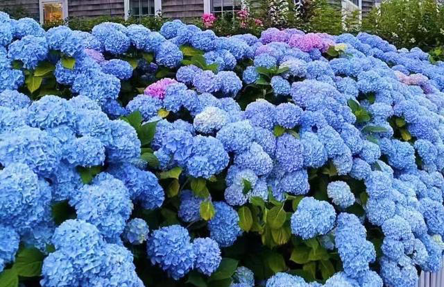 养花10年，我建议你在院子里种这9种花，体验“花开满院”的浪漫