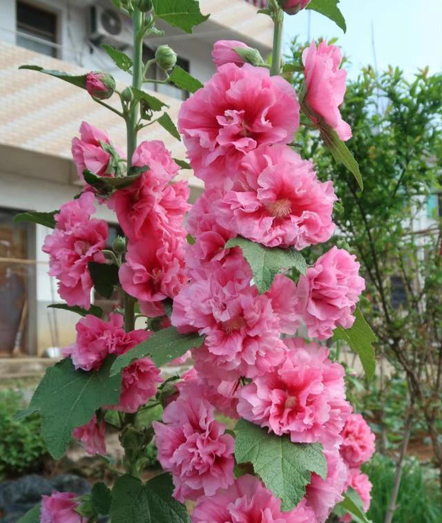 养花10年，我建议你在院子里种这9种花，体验“花开满院”的浪漫