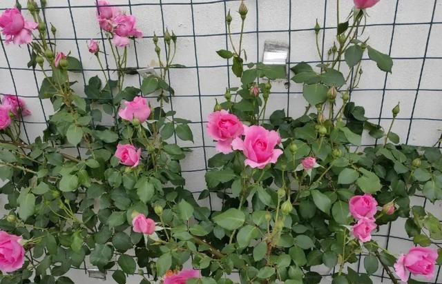 三个小方法让土壤松软，告别板结！