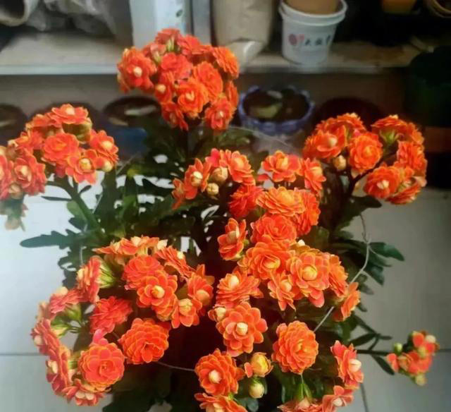 三个小方法让土壤松软，告别板结！