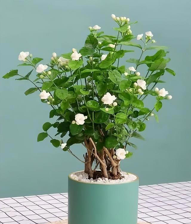 三个小方法让土壤松软，告别板结！