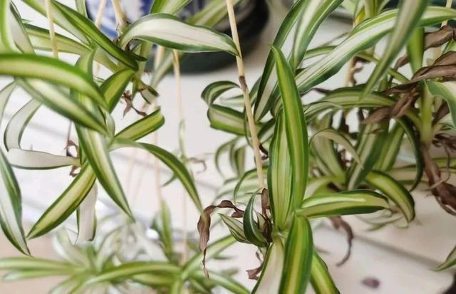 三个小方法让土壤松软，告别板结！