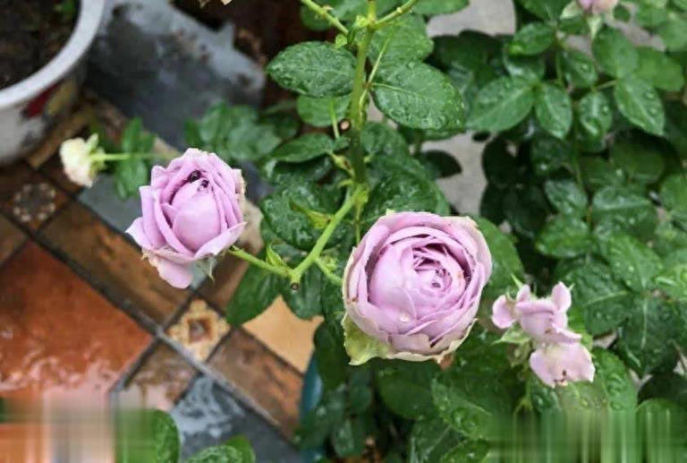 2种皮实好养的蓝紫色月季，高级感满满值得拥有