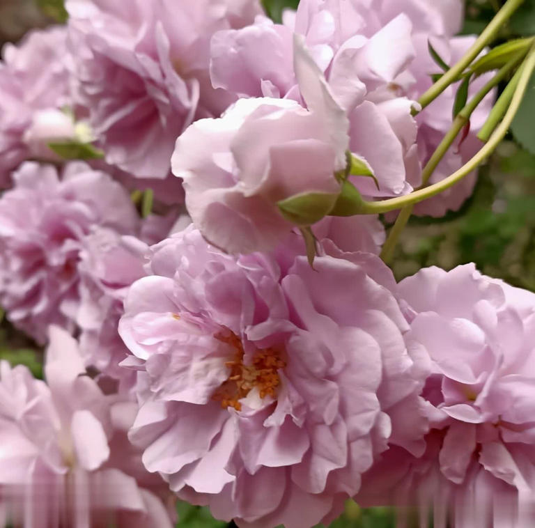 2种皮实好养的蓝紫色月季，高级感满满值得拥有