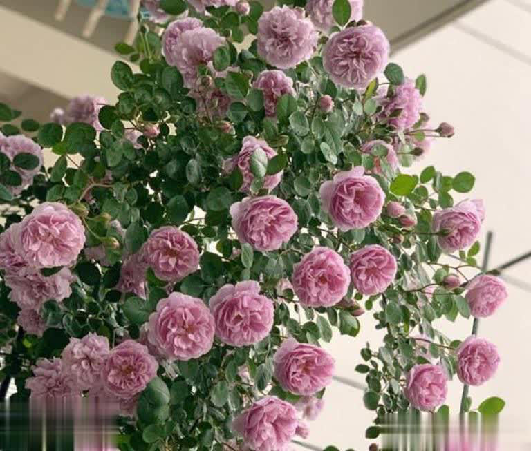 2种皮实好养的蓝紫色月季，高级感满满值得拥有