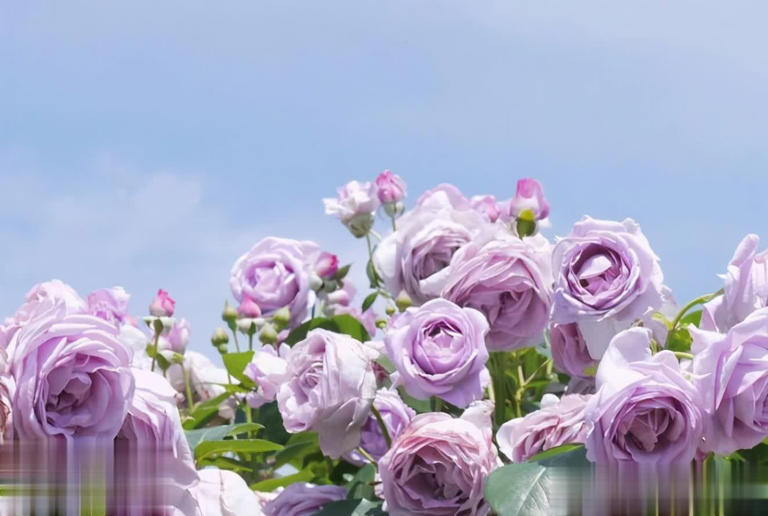 2种皮实好养的蓝紫色月季，高级感满满值得拥有