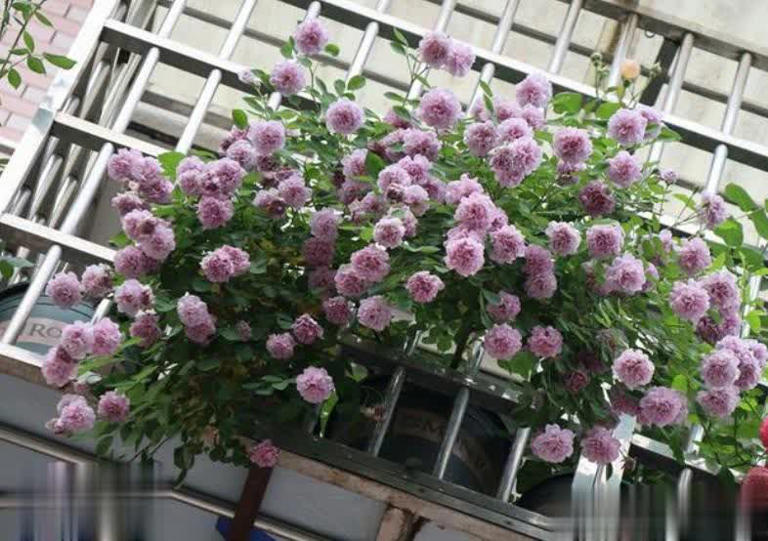 2种皮实好养的蓝紫色月季，高级感满满值得拥有