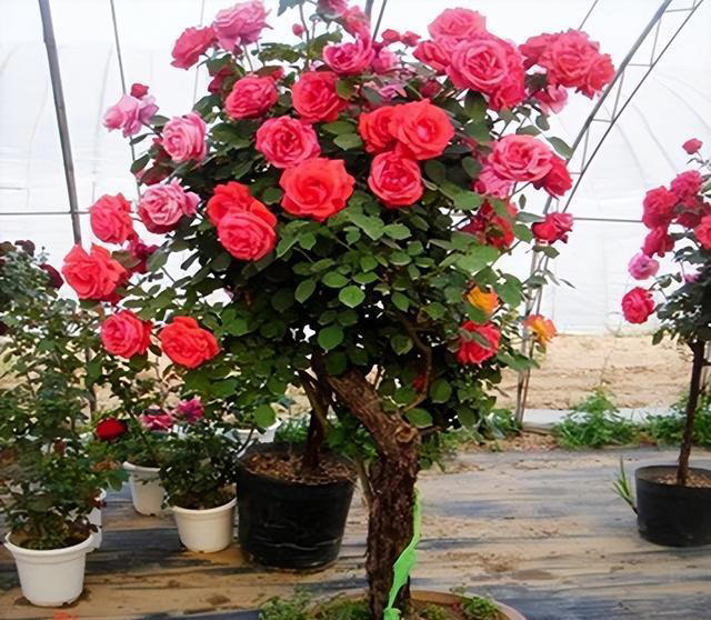 突破地域的限制，南北方皆可种植的树状月季，花期长，你不试试？